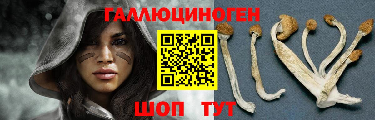 Галлюциногенные грибы Psilocybe  Вход с VPN  Горно-Алтайск 